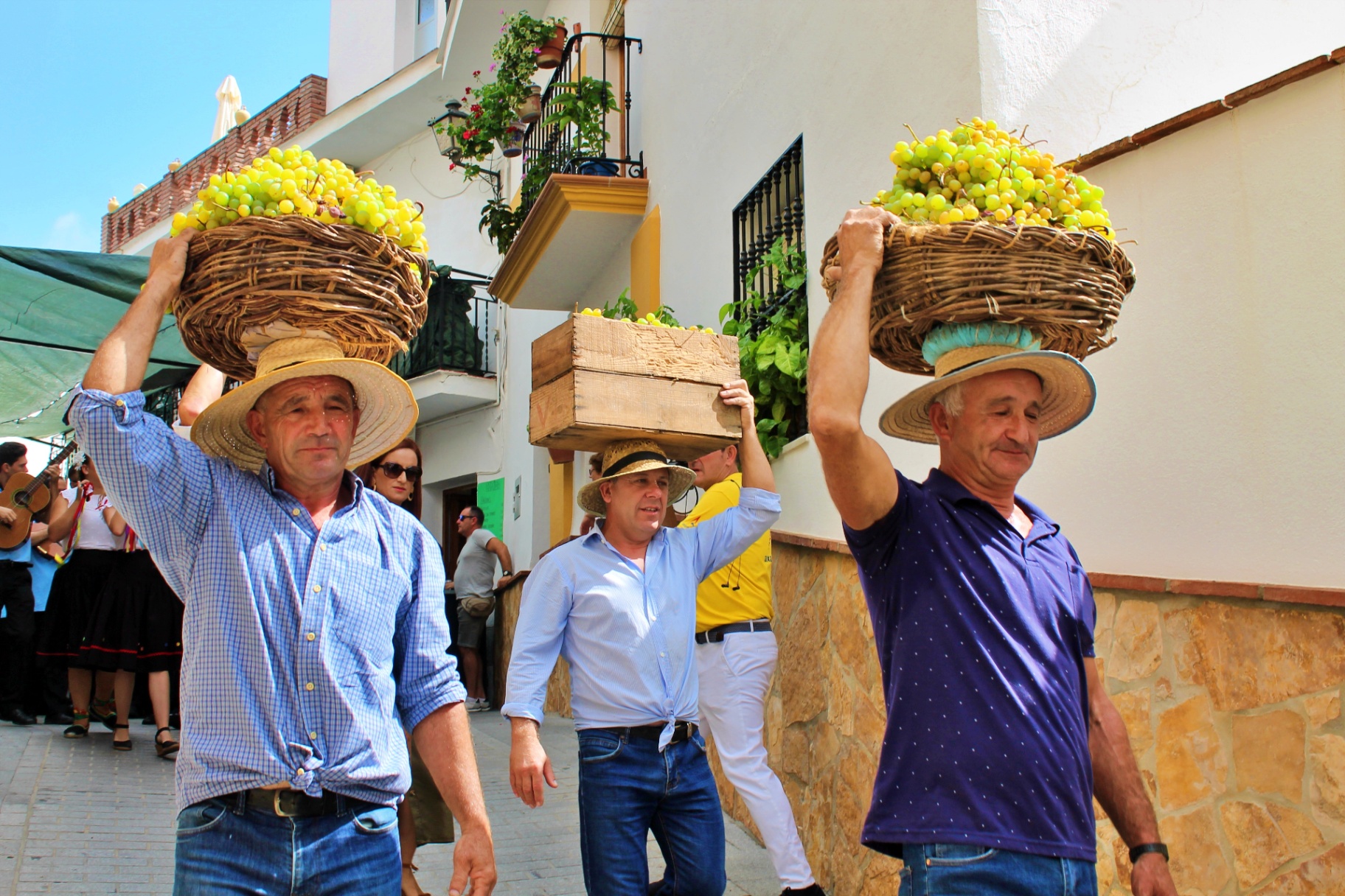Traditionele druivenoogst tijdens Día de la Pasa in Axarquía